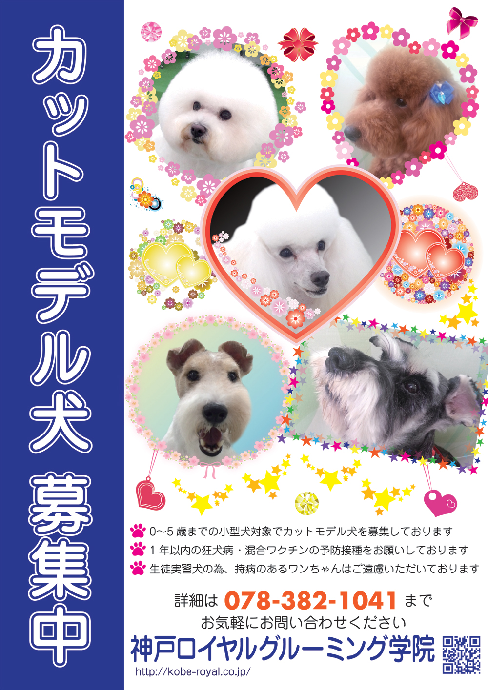 モデル犬募集 神戸ロイヤルグルーミング学院