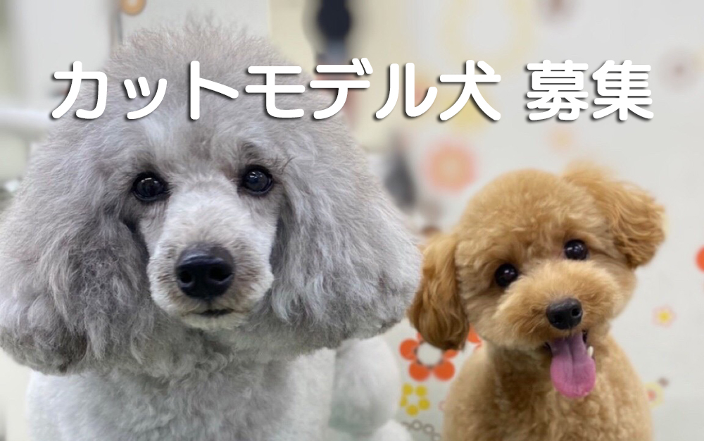 カットモデル犬 募集 神戸ロイヤルグルーミング学院